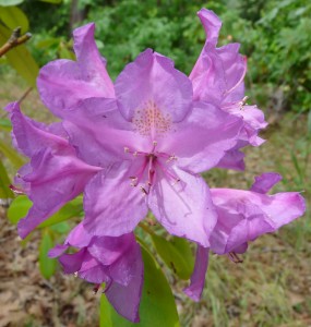 Rhododendron_ponticum_2