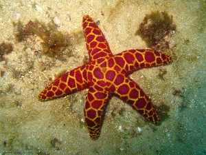 starfish_red_yellow123